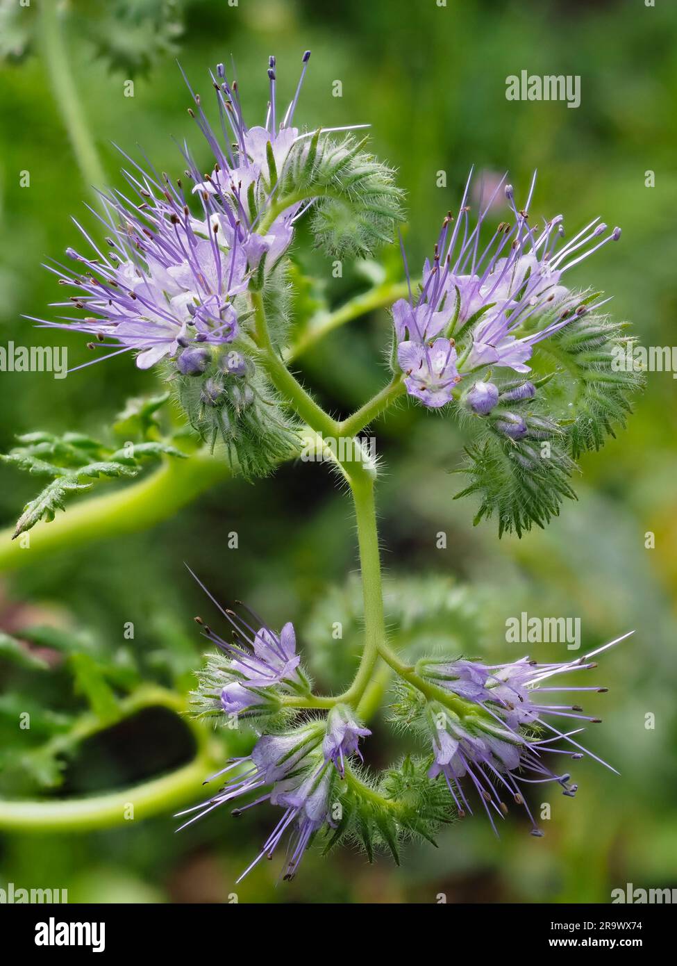 Fiori del robusto tansy blu annuale, Phacelia tanacetifolia, spesso utilizzati come letame verde Foto Stock