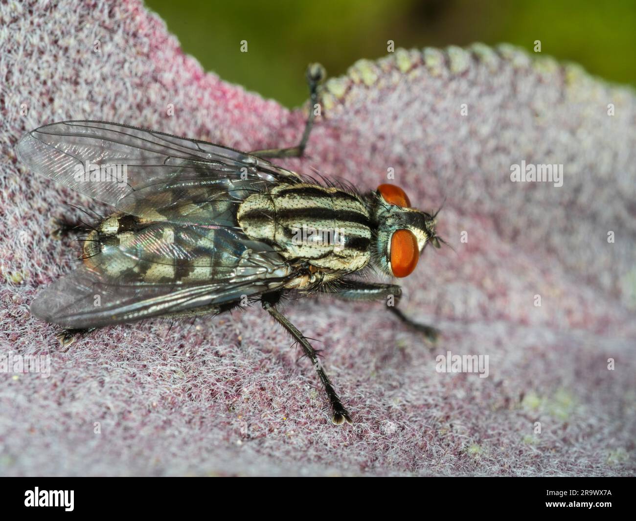 Torace a strisce bianche e nere di mosca adulta femminile, Sarcophaga sp (poss. S.carnaria) Foto Stock