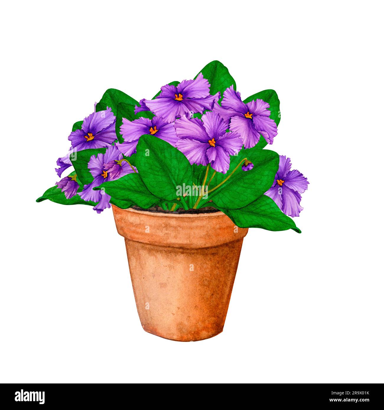 Violette africane (Saintpaulia) in un vaso di argilla. Acquerello disegnato a mano. Design elegante per biglietti di auguri, poster, inviti, saluti, stampa, logo. Figura f Foto Stock
