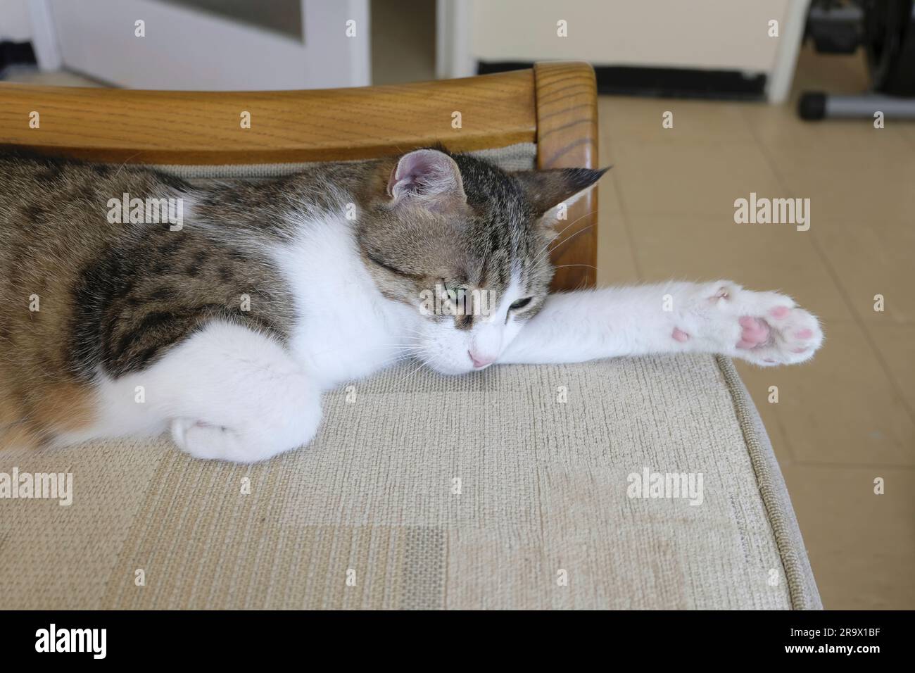 Tabby Cat donna adulta in posa "Superman" sdraiata sul divano Foto Stock