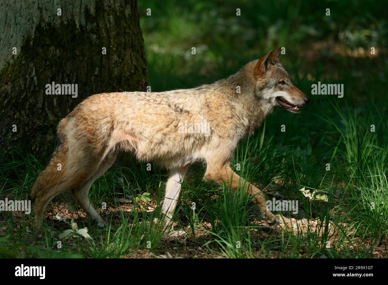 Lupo grigio europeo (Canis lupus) che cammina nella foresta, in Germania Foto Stock