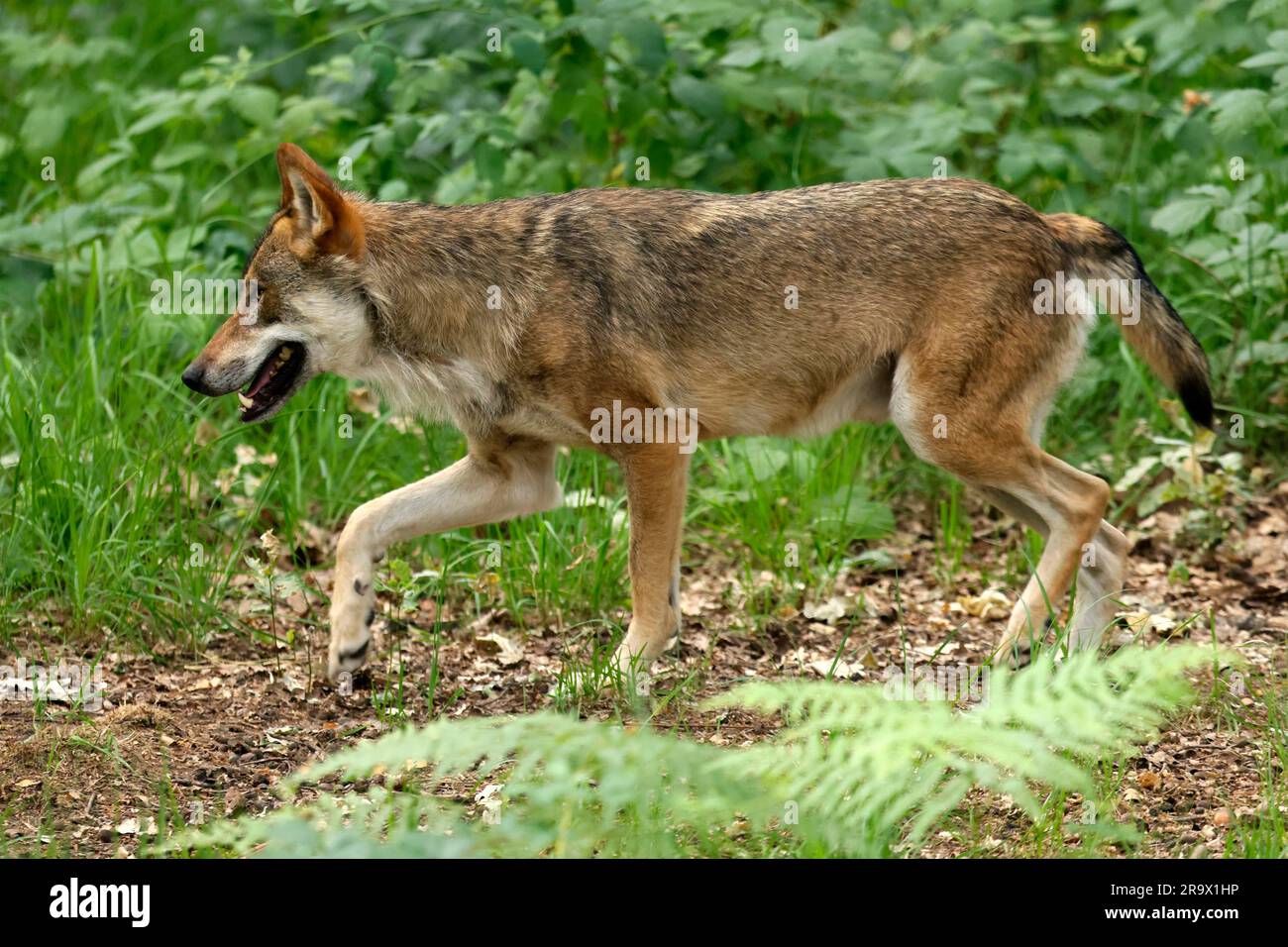 Lupo grigio europeo (Canis lupus) che cammina nella foresta, in Germania Foto Stock