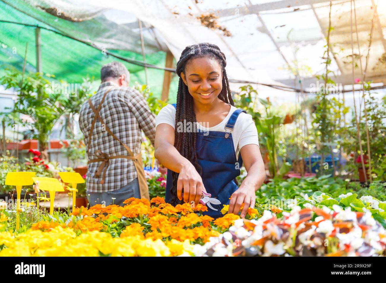 Lavoratore allegro di piante e fiori che taglia le piante nella serra Foto Stock