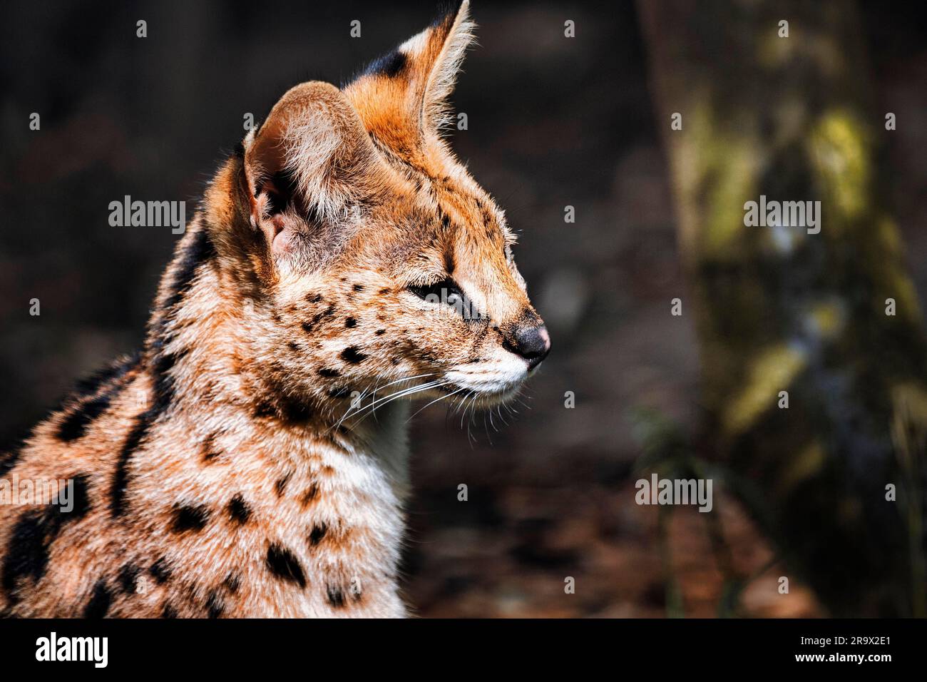 Serval (Leptailurus serval), Ritratto, ZOOM Erlebniswelt Gelsenkirchen, Ruhrgebiet, Germania Foto Stock