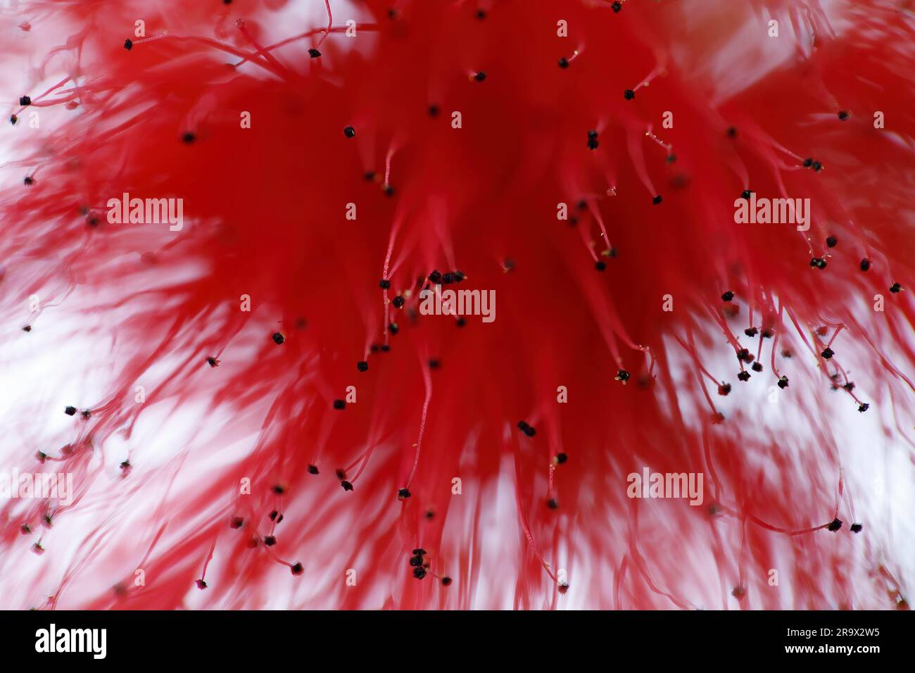 Polveriera rossa (Calliandra tweedii) Foto Stock