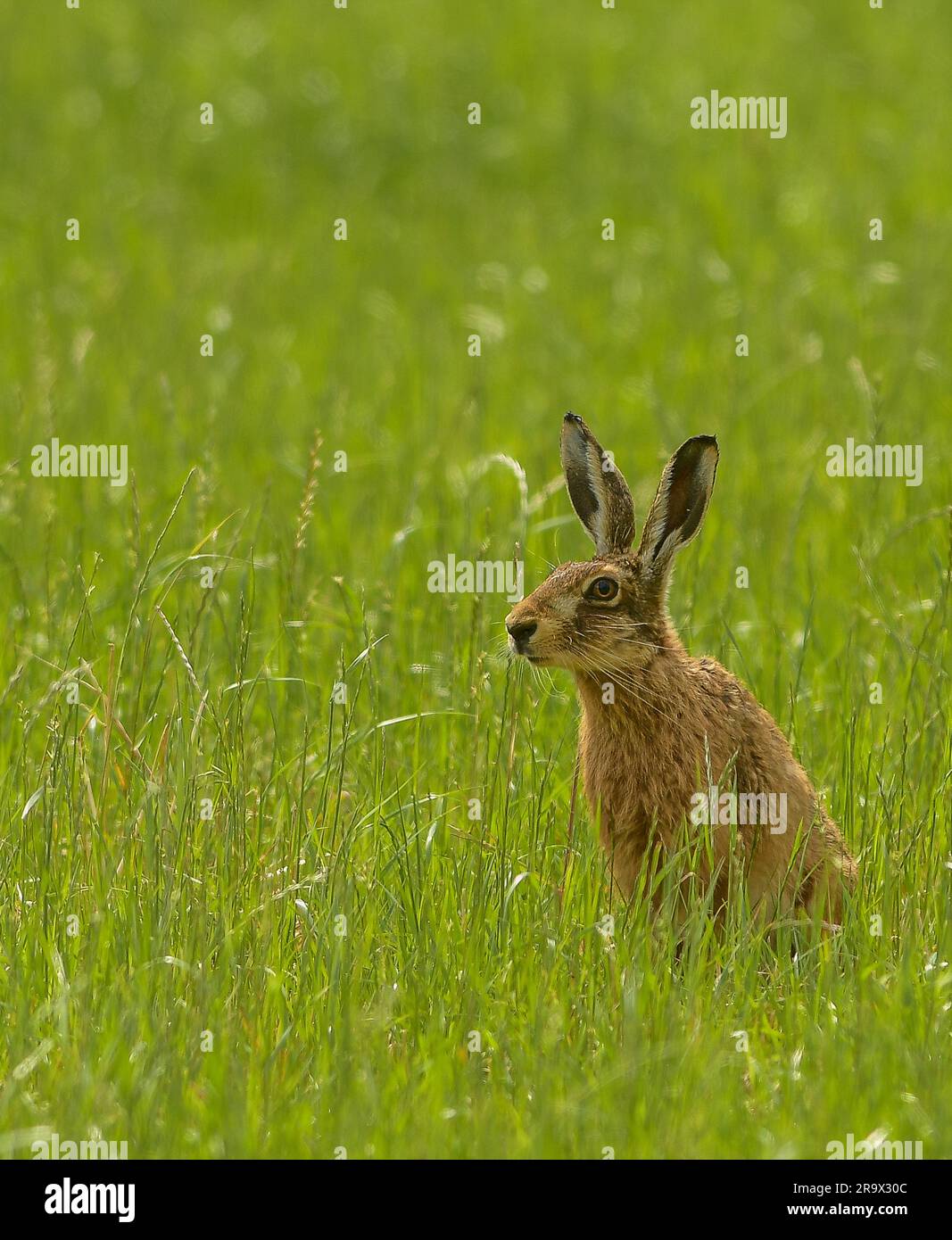 Lepre marrone in un campo erboso Foto Stock