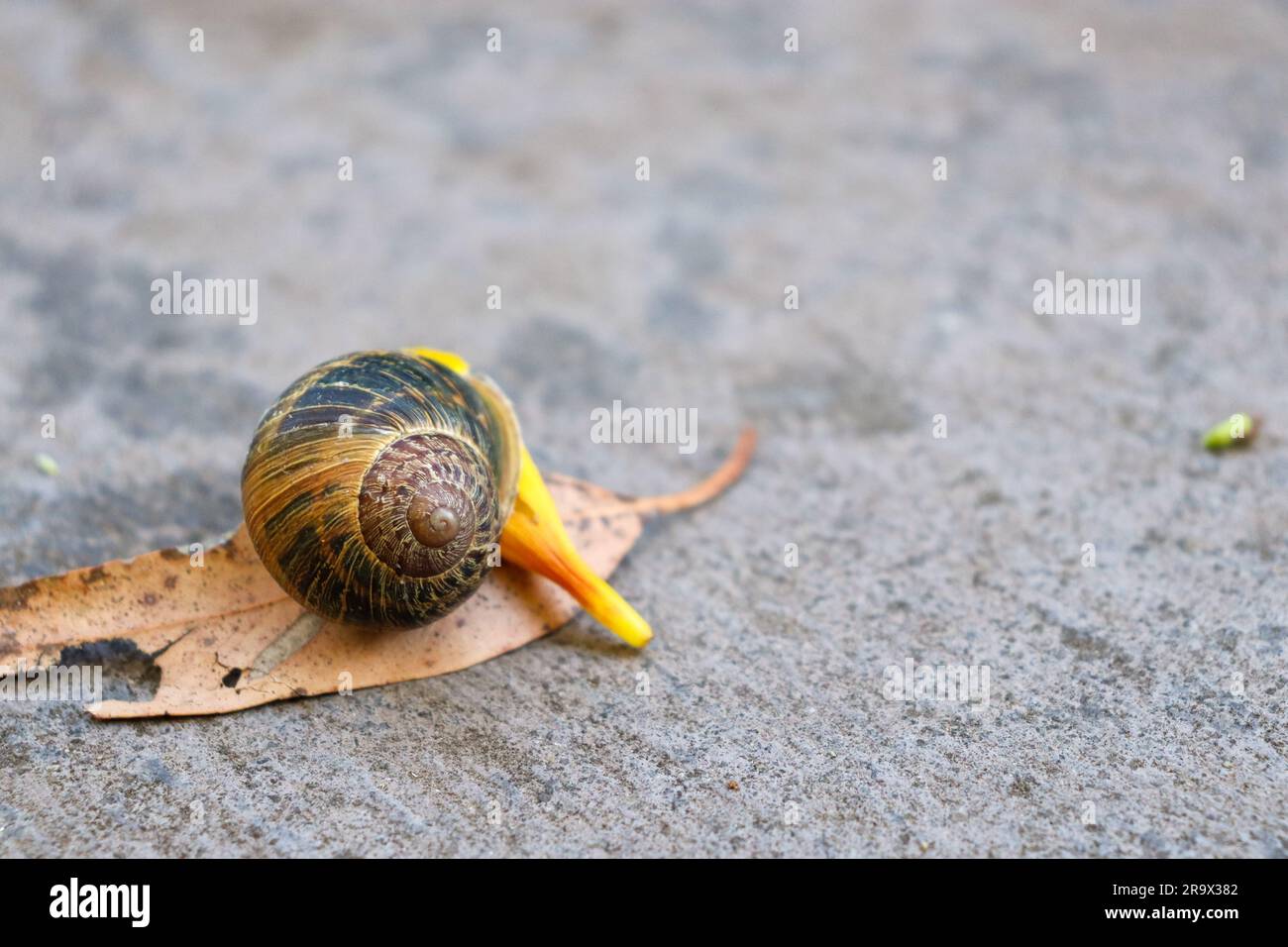 Una foto ravvicinata di una lumaca che gusta un delizioso pasto su una piccola foglia su un marciapiede di cemento Foto Stock