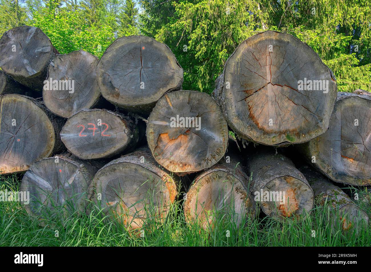 Tronchi d'albero impilati ai margini della foresta, Allgäu, Baviera, Germania, Europa Foto Stock