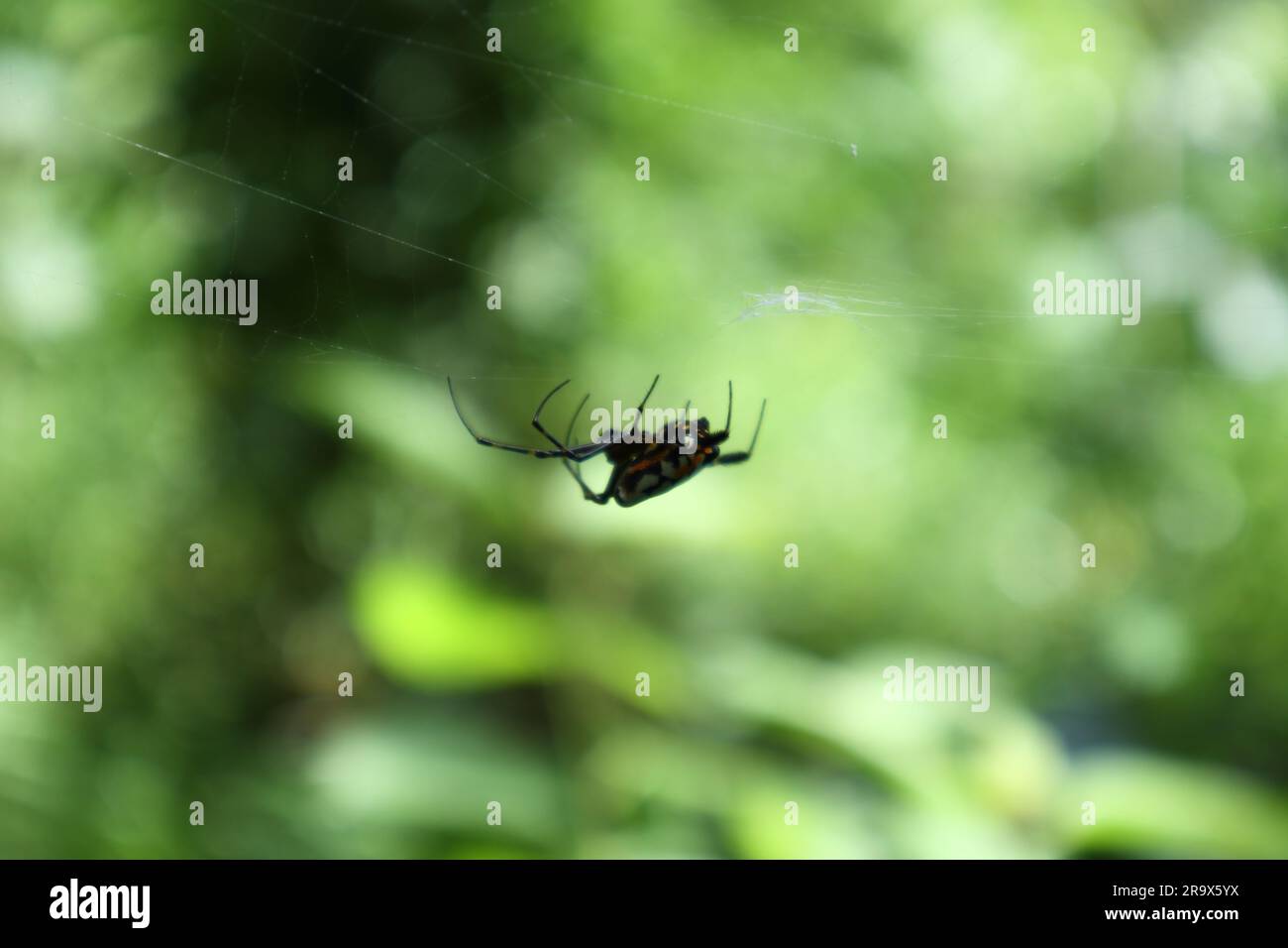 Vista laterale di un ragno Opadometa a forma di pera (Leucauge Fastigata) nella rete, vista del ragno dalla profondità di campo ridotta Foto Stock
