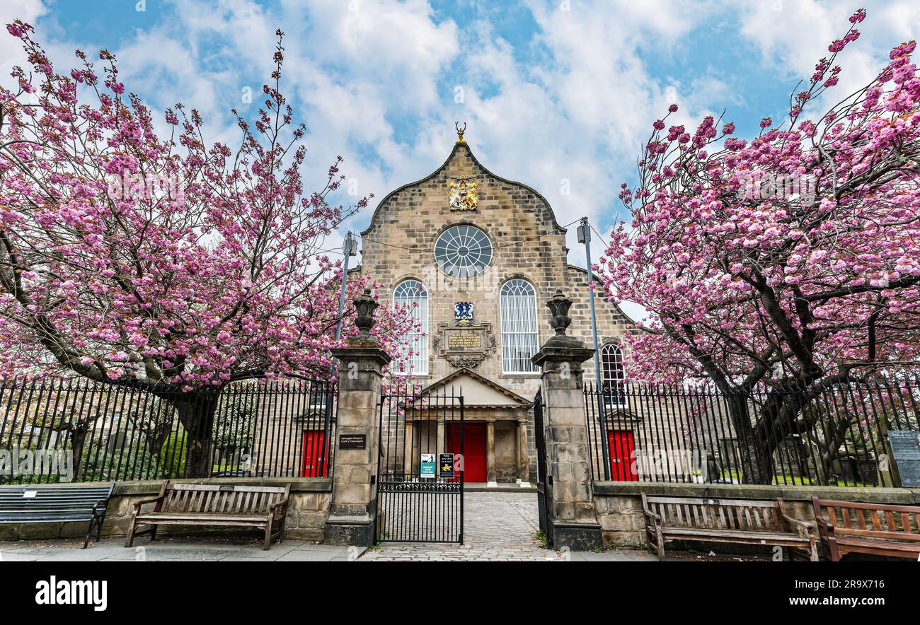 Alberi di ciliegio in piena fioritura presso l'istroico Canongate Kirk, Royal Mile, Edimburgo, Regno Unito Foto Stock