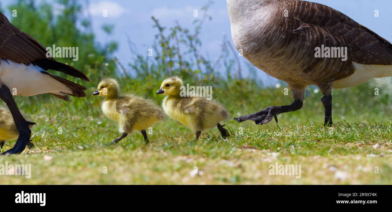 Giovani oche del Canada, Branta canadensis, Goslings Walking, seguito dai genitori, Inghilterra Regno Unito Foto Stock