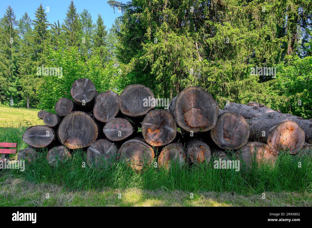 Tronchi d'albero impilati ai margini della foresta, Allgäu, Baviera, Germania, Europa Foto Stock