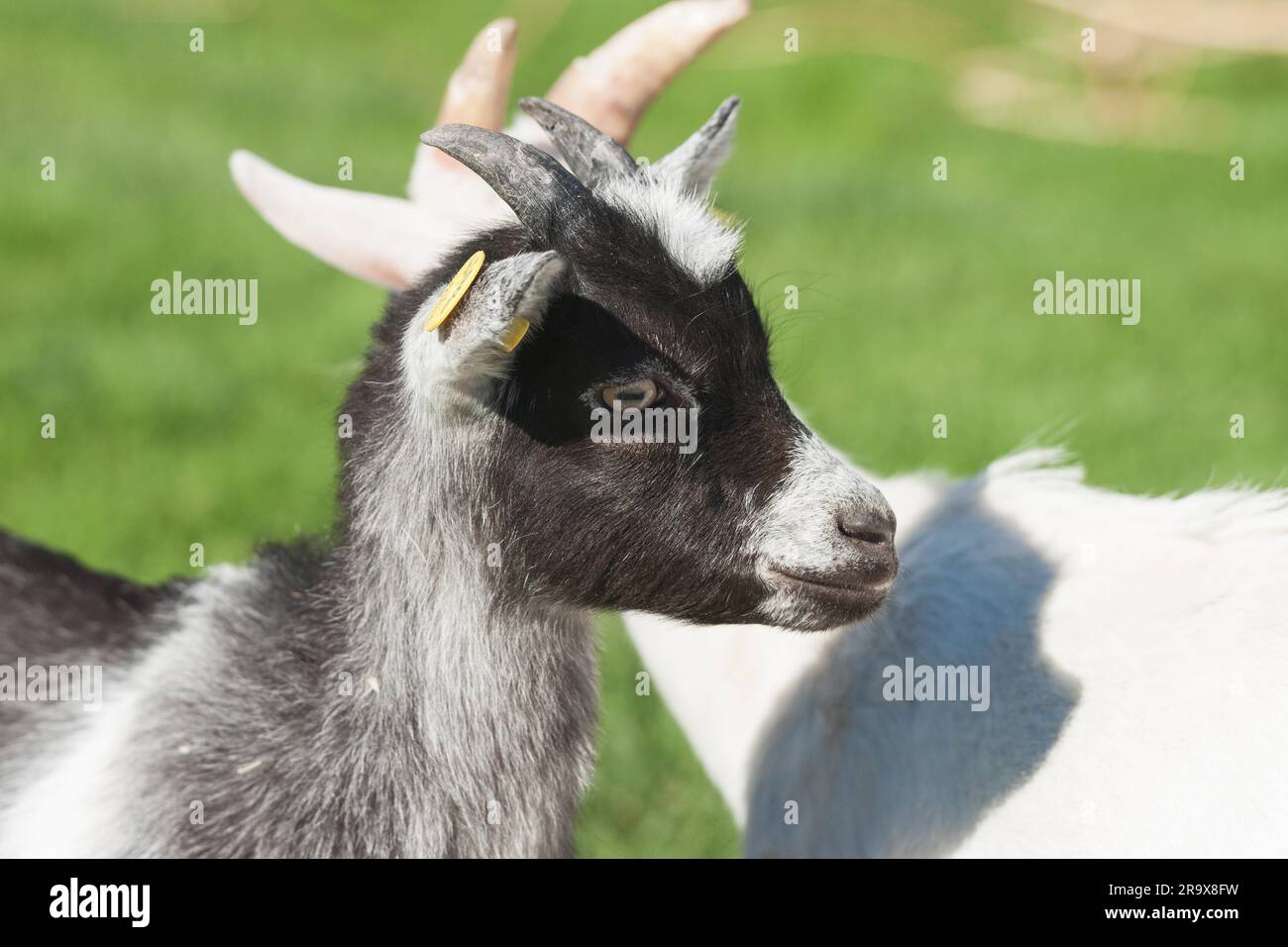 Giovane capra con macchie nere su un verde prato Foto Stock