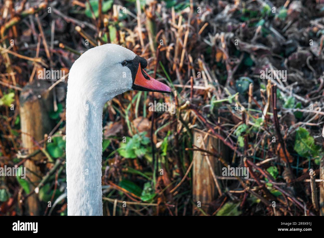 Il White Swan con un lungo collo nella natura selvaggia con l'erba in background in autunno Foto Stock