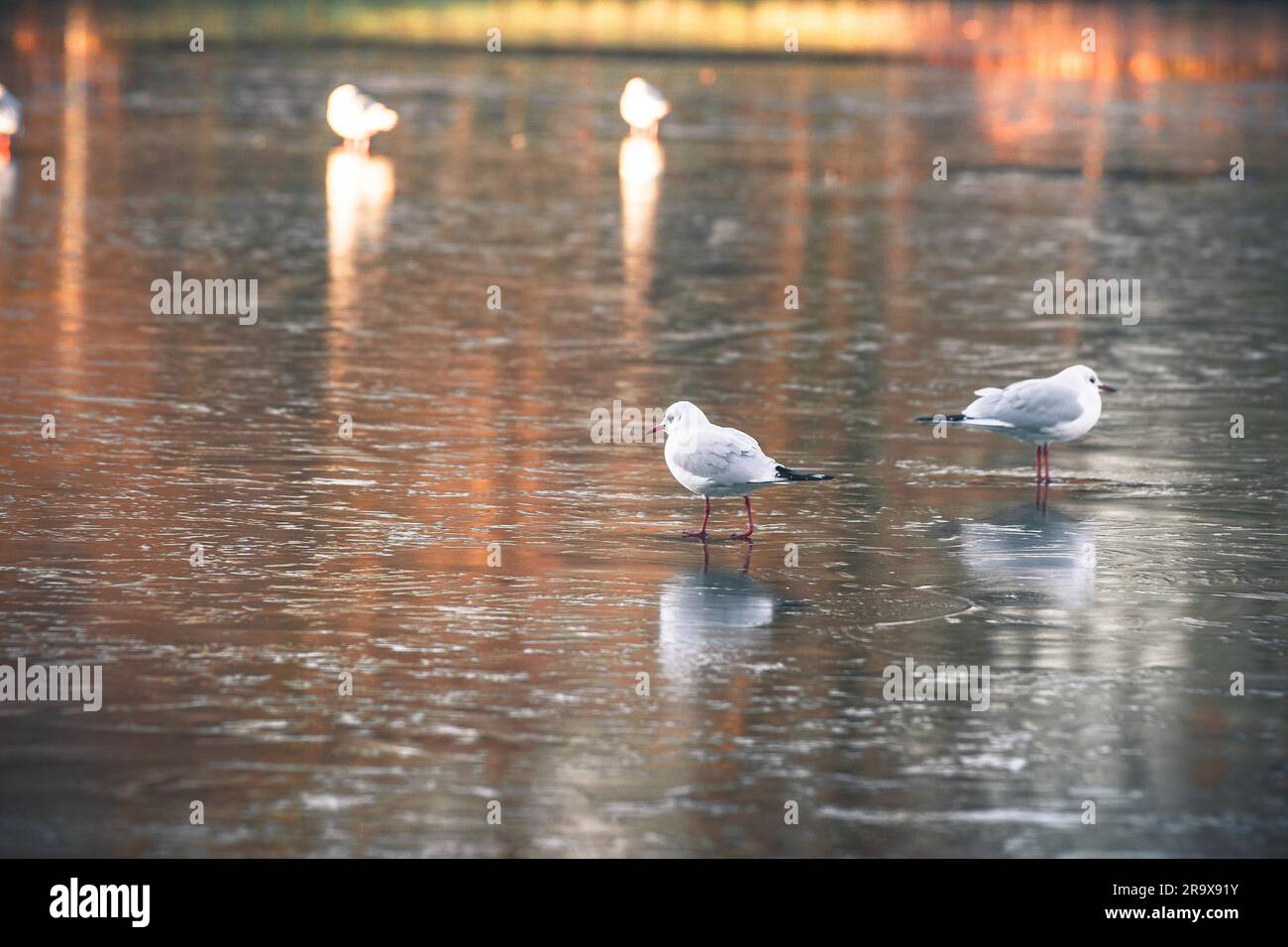 Avifauna su un lago ghiacciato in inverno su una mattina presto in alba con ghiaccio sull'acqua Foto Stock