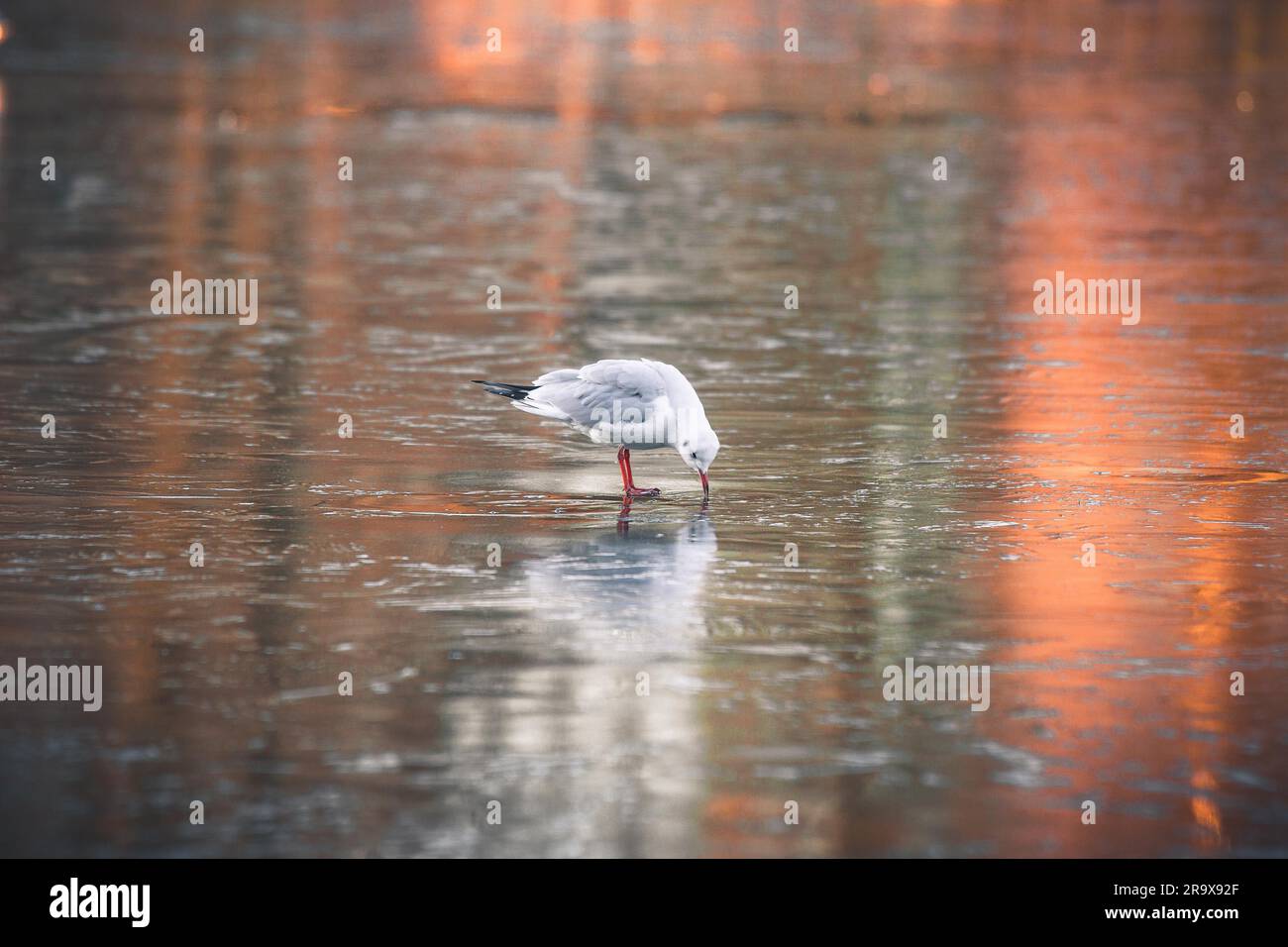 Seagull in cerca di cibo su un lago ghiacciato in inverno con sunrise riflessioni sul ghiaccio Foto Stock
