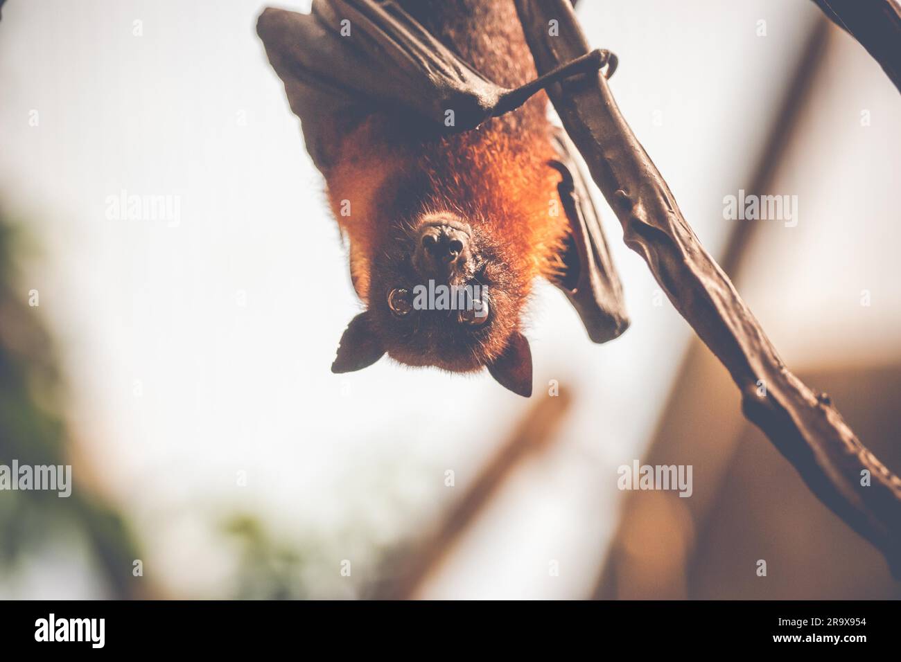 Bat appeso a testa in giù e guardando sorpreso Foto Stock