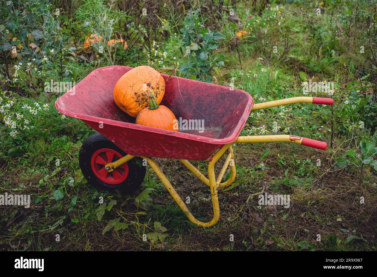 Zucche in una carriola rossa in un ambiente rurale in autunno Foto Stock