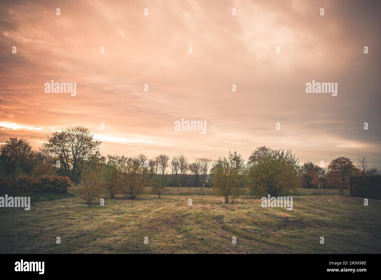 Paesaggio rurale con alberi su un prato al tramonto in autunno con luce arancione sul cielo Foto Stock