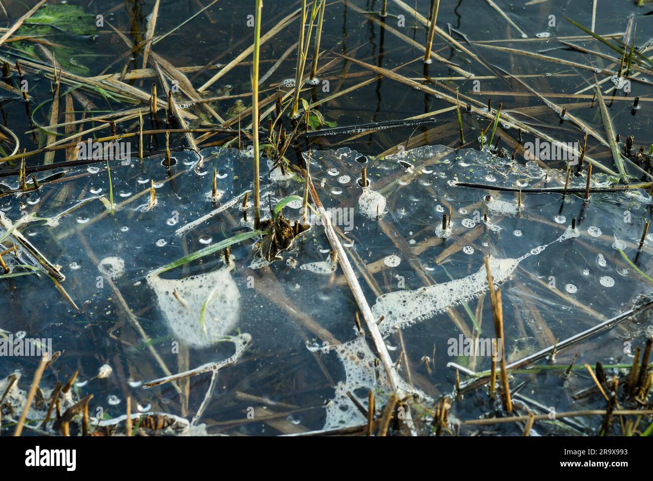 Ghiaccio in fusione su un lago con erba e reed nel tardo inverno con ghiaccio in acqua fredda in inverno Foto Stock