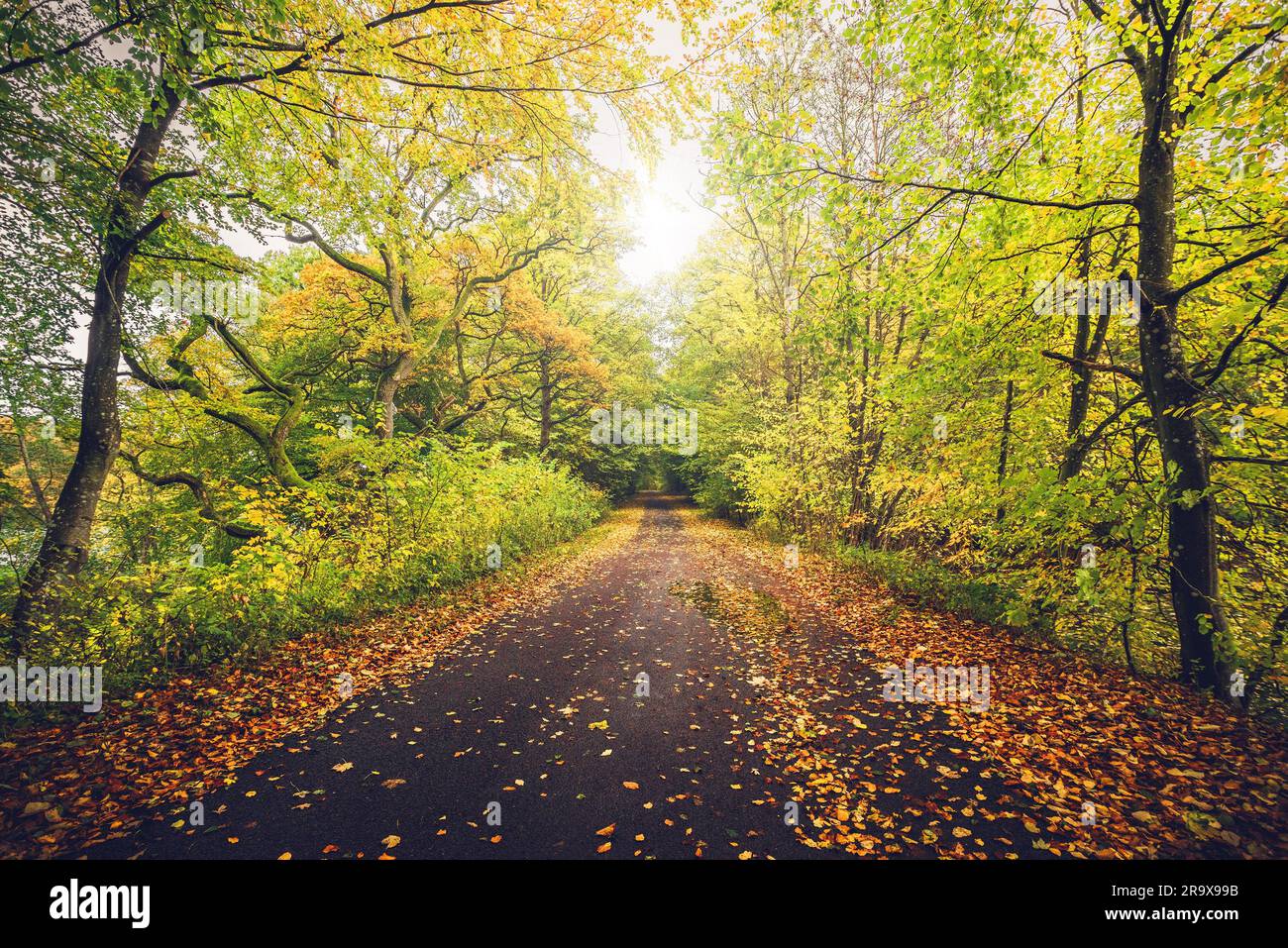 Paesaggio autunnale con una foresta di colori autunnali nei pressi di un sentiero forestale che passa attraverso la foresta in splendidi colori autunnali in autunno Foto Stock