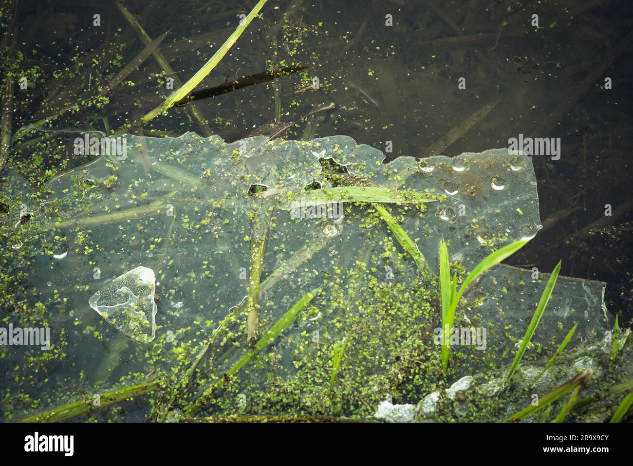 Ghiaccio congelato in un laghetto con erba verde e maelting ghiaccio nell'acqua scura Foto Stock
