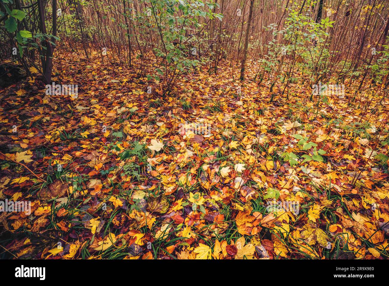 Foglie di autunno sul terreno in una foresta in variopinti colori autunnali in autunno in vari faggio e foglie di acero Foto Stock