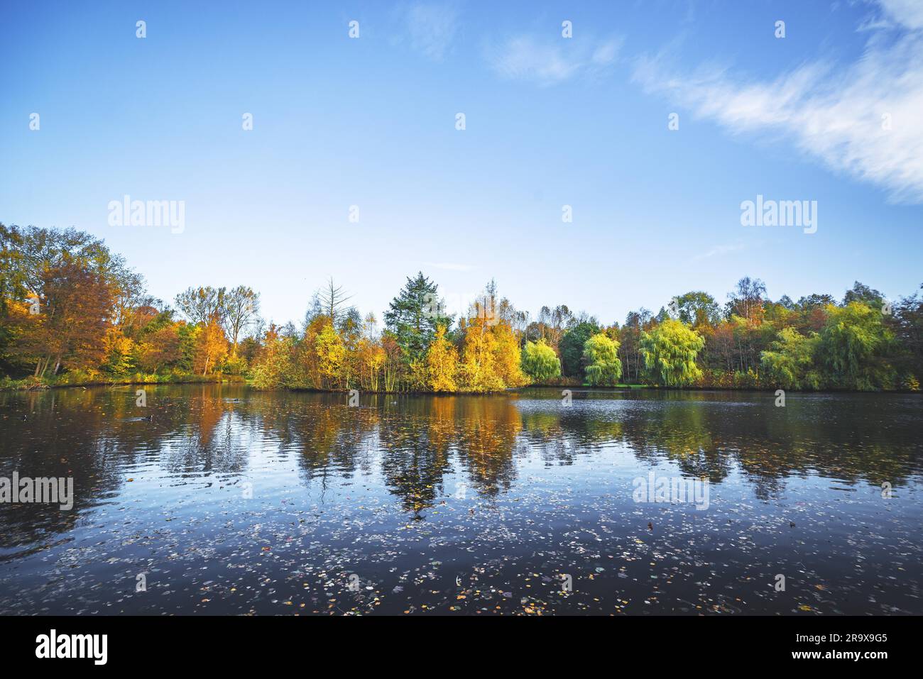 Paesaggio autunnale con un lago e alberi in autunno bello e mite i colori di giallo e arancione in autunno con foglie di autunno nell'acqua scura Foto Stock