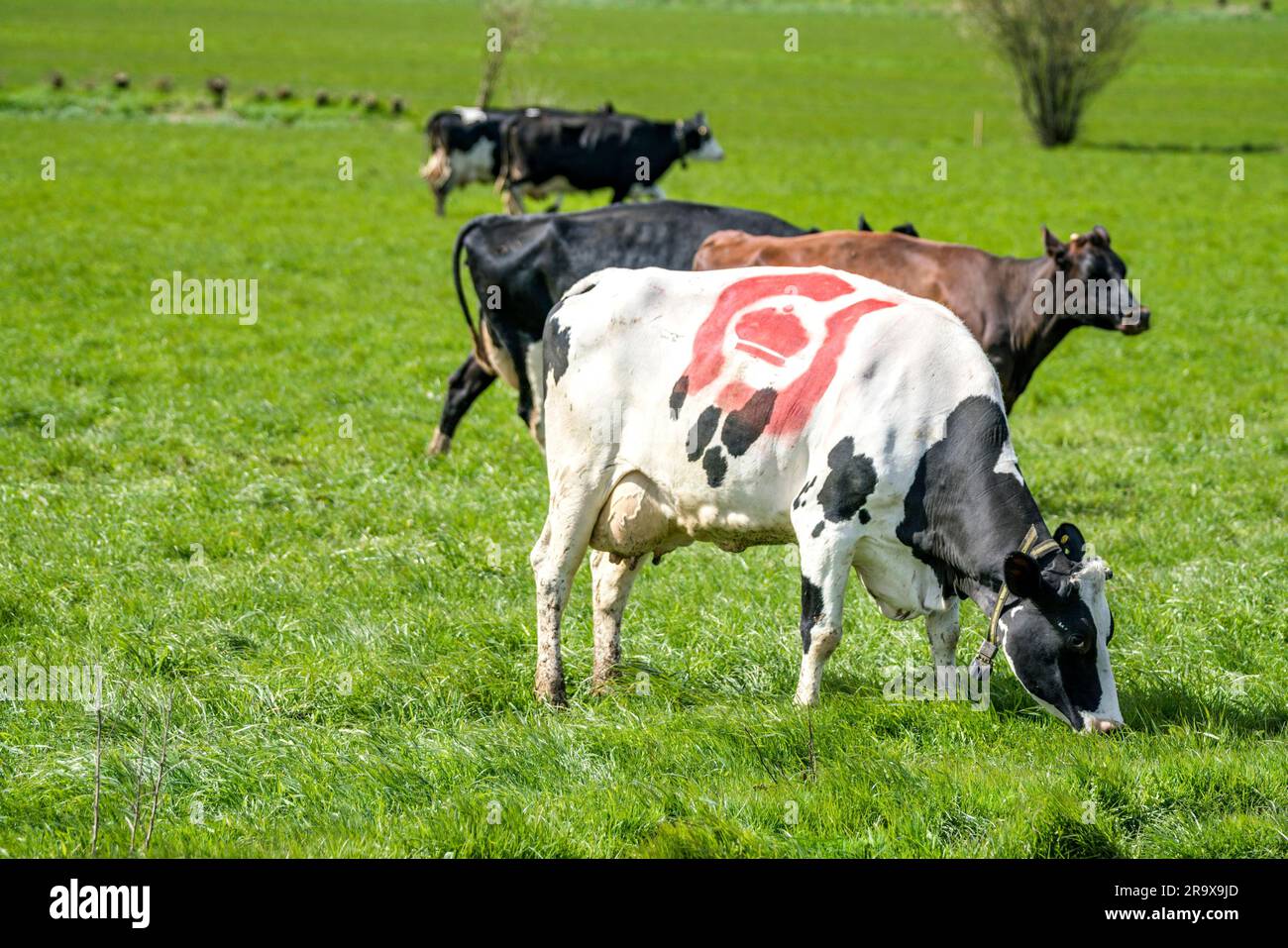 Holstein Frieser mucca con la danese ecologia timbro in rosso sul pelo nella molla Foto Stock