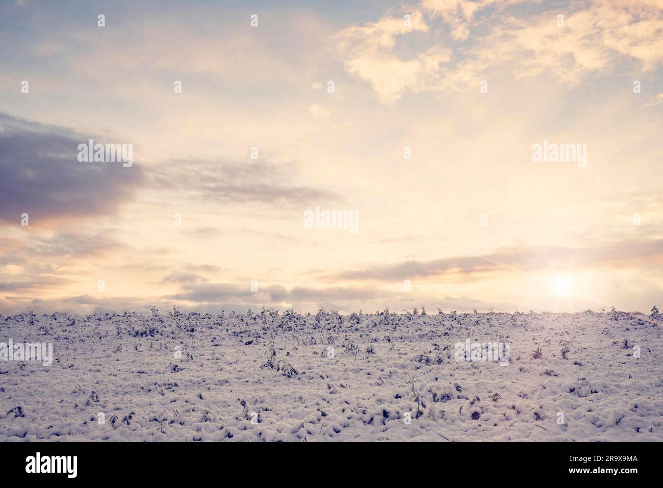 Campo di campagna con colture congelate in inverno cercando freddo nell'alba in un paesaggio rurale Foto Stock