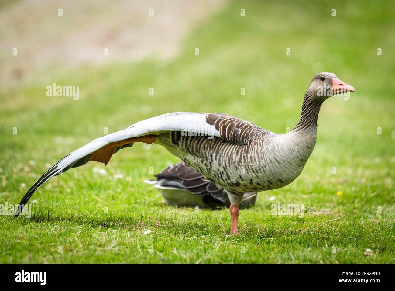 Goose in piedi su una gamba sola con grandi ali su un campo verde in primavera Foto Stock