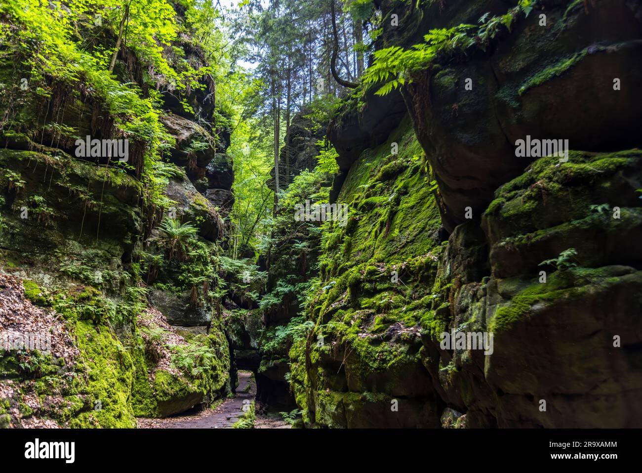 Il cancello roccioso di Uttewalder Felsentor nell’Uttewalder Grund, Montagne di arenaria dell’Elbe, Parco nazionale della Svizzera Sassone. La stretta fessura rocciosa è uno dei motivi più famosi del sentiero Malerweg ed era già nel XIX secolo un luogo di ispirazione per il pittore Caspar David Friedrich. Muschio e felci crescono densamente sulle ripide pareti di arenaria, con il sentiero escursionistico che corre tra di esse. Lohmen/Stadt Wehlen, Sassonia, Germania. Foto Stock