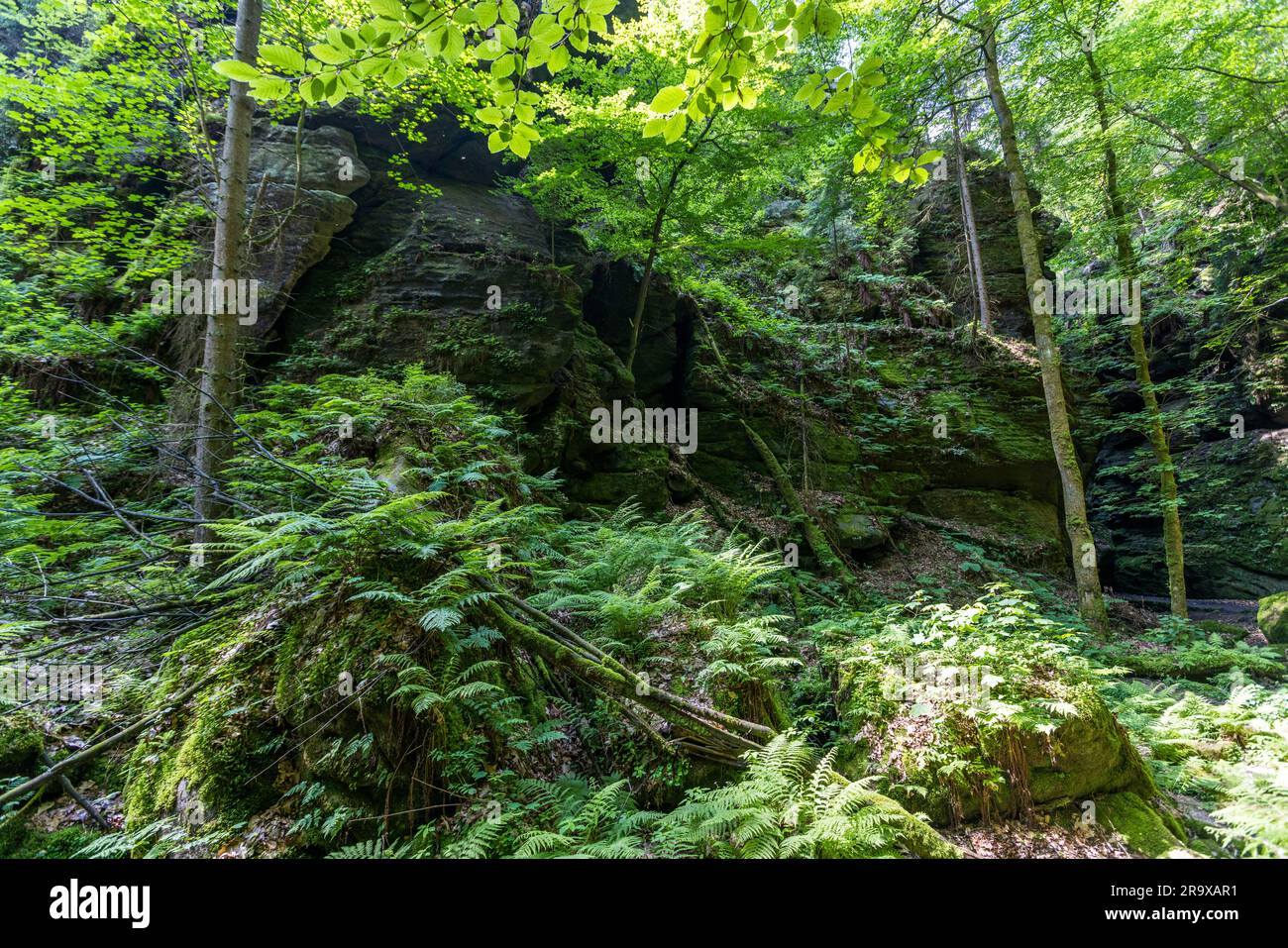Massicci massi di arenaria, ricoperti di felci e muschio, caratterizzano l’Uttewalder Grund nel Parco Nazionale della Svizzera Sassone – un paesaggio tipico dell’intera catena transfrontaliera di arenaria dell’Elbe tra la Svizzera Sassone e la Svizzera Boema. Alte querce crescono tra le rocce lungo il Malerweg. Lohmen/Stadt Wehlen, Sassonia, Germania. Il sentiero stretto fa parte del Malerweg, il sentiero escursionistico lungo 112 chilometri attraverso la Svizzera Sassone, aperto nel 2006 e diviso in otto tappe, che prende il nome dai pittori romantici. Già nel XIX secolo, Caspar David Friedrich vi trovò ispirazione Foto Stock