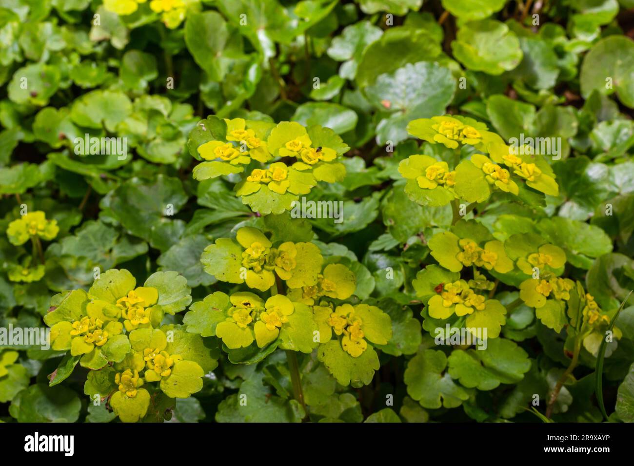 Fioritura Golden Saxifrage Chrysosplenium alternifolium con bordi morbidi. Messa a fuoco selettiva. Ha proprietà curative. Fiori di primavera gialli. Foto Stock