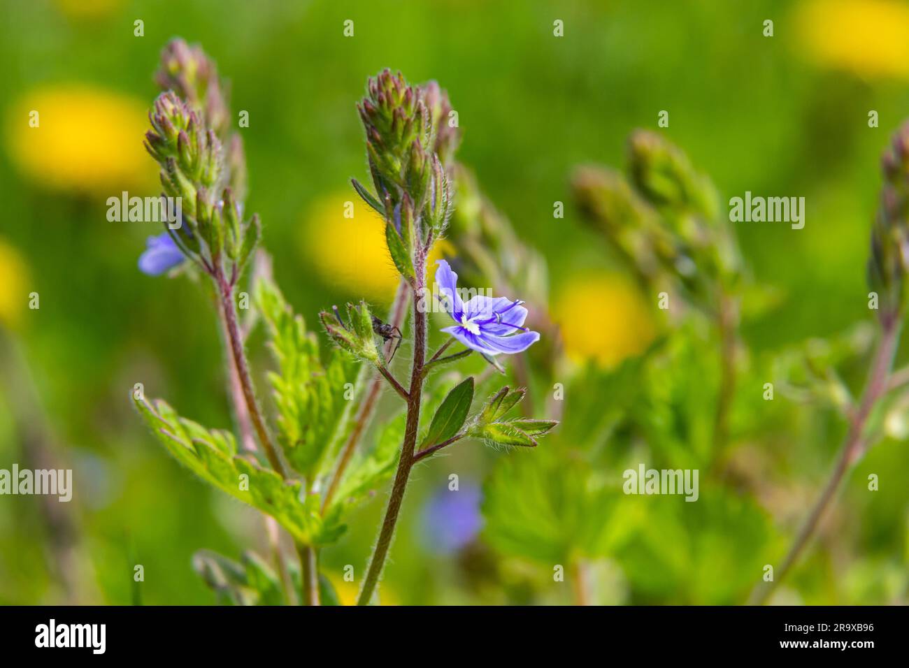 Primo piano sui fiori blu di germandro speedwell, camaedrys Veronica che cresce in primavera in un prato, giorno di sole, ambiente naturale. Foto Stock