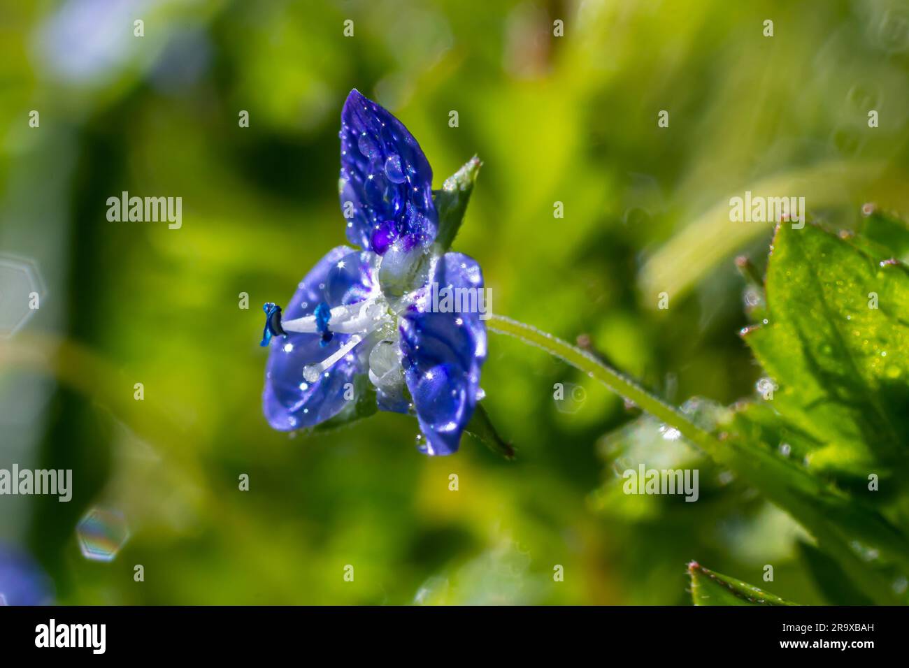 Primo piano sui fiori blu di germandro speedwell, camaedrys Veronica che cresce in primavera in un prato, giorno di sole, ambiente naturale. Foto Stock