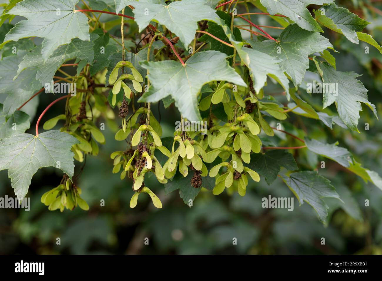 Sycamore Acer pseudoplatanus, cinque foglie lobate su steli rossastri mazzi di semi di elicottero verde lime accoppiati a 90 gradi nella stagione estiva del regno unito Foto Stock