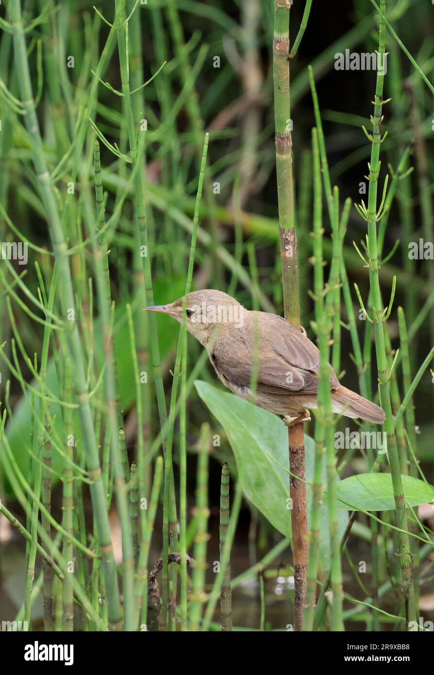 Parula di canna Acrocephalus scirpaceus, parte superiore marrone sabbiosa parte inferiore più pallida occhi marroni e gambe scure che si muovono velocemente attivo nella stagione estiva delle canne nel regno unito Foto Stock