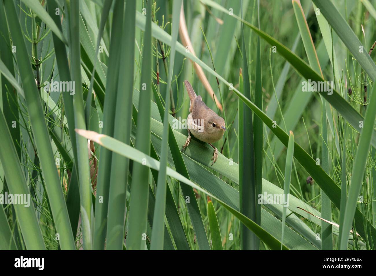 Parula di canna Acrocephalus scirpaceus, parte superiore marrone sabbiosa parte inferiore più pallida occhi marroni e gambe scure che si muovono velocemente attivo nella stagione estiva delle canne nel regno unito Foto Stock