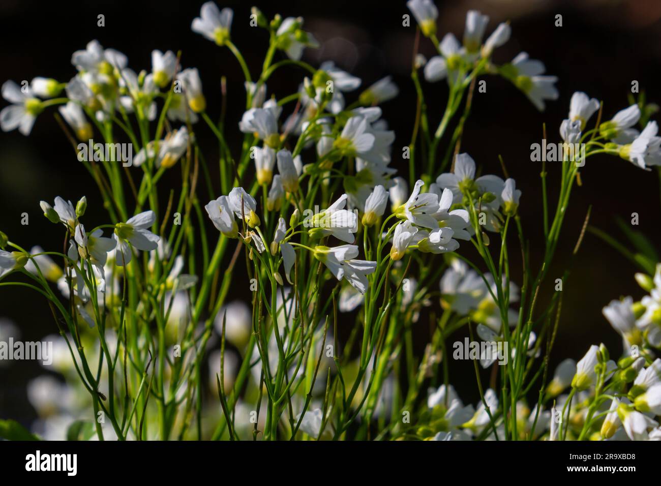 Cardamine amara, conosciuta come grande amaro-crescione. Foresta primaverile. sfondo floreale di una pianta fiorente. Foto Stock