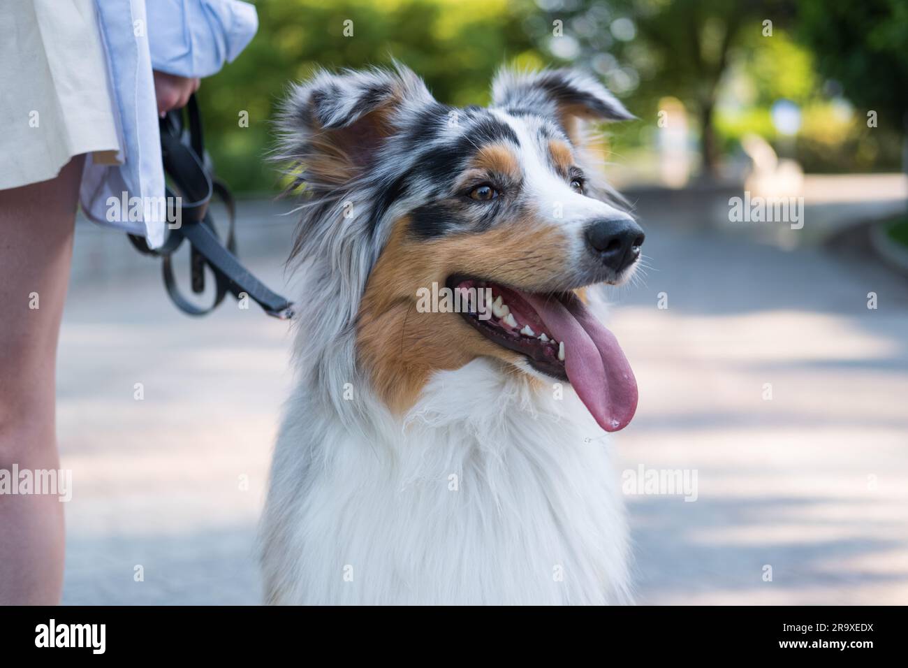 Ritratto del collie australiano nell'area del parco urbano. Cane da pastore tricolore merle aussie al guinzaglio Foto Stock