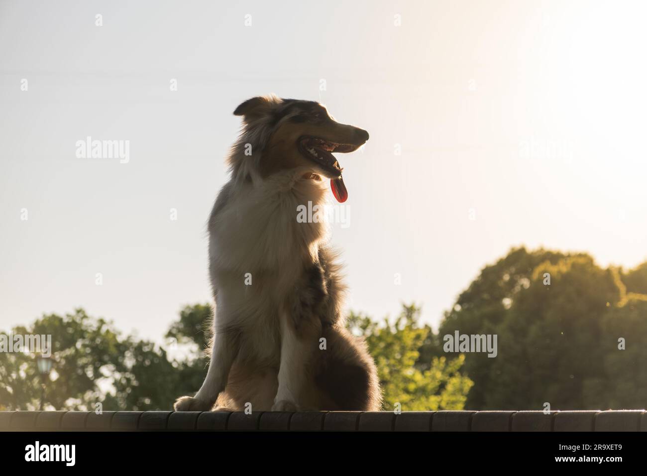 Ritratto di collie australiano contro il cielo luminoso, silhouette. Cane da pastore tricolore merle aussie al guinzaglio Foto Stock