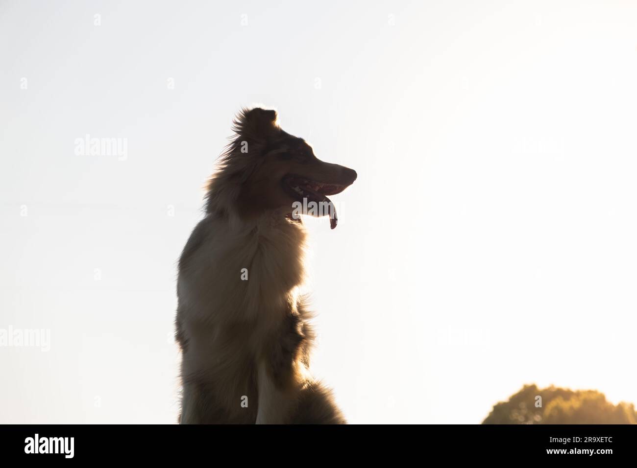 Ritratto di collie australiano contro il cielo luminoso, silhouette. Cane da pastore tricolore merle aussie al guinzaglio Foto Stock