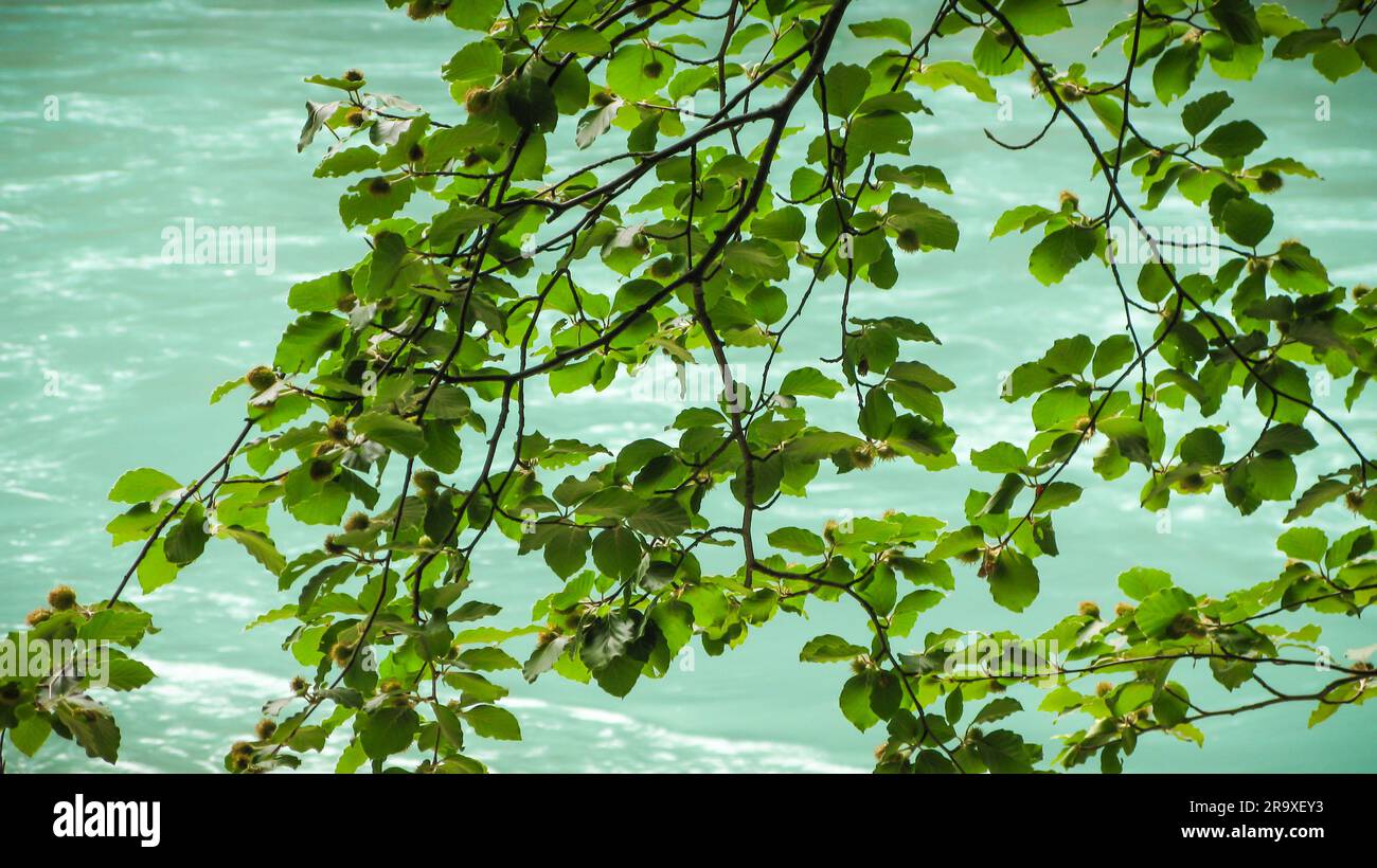 Ramo con foglie verdi sullo sfondo dell'acqua del fiume Tara, canyon del fiume Tara, Montenegro Foto Stock