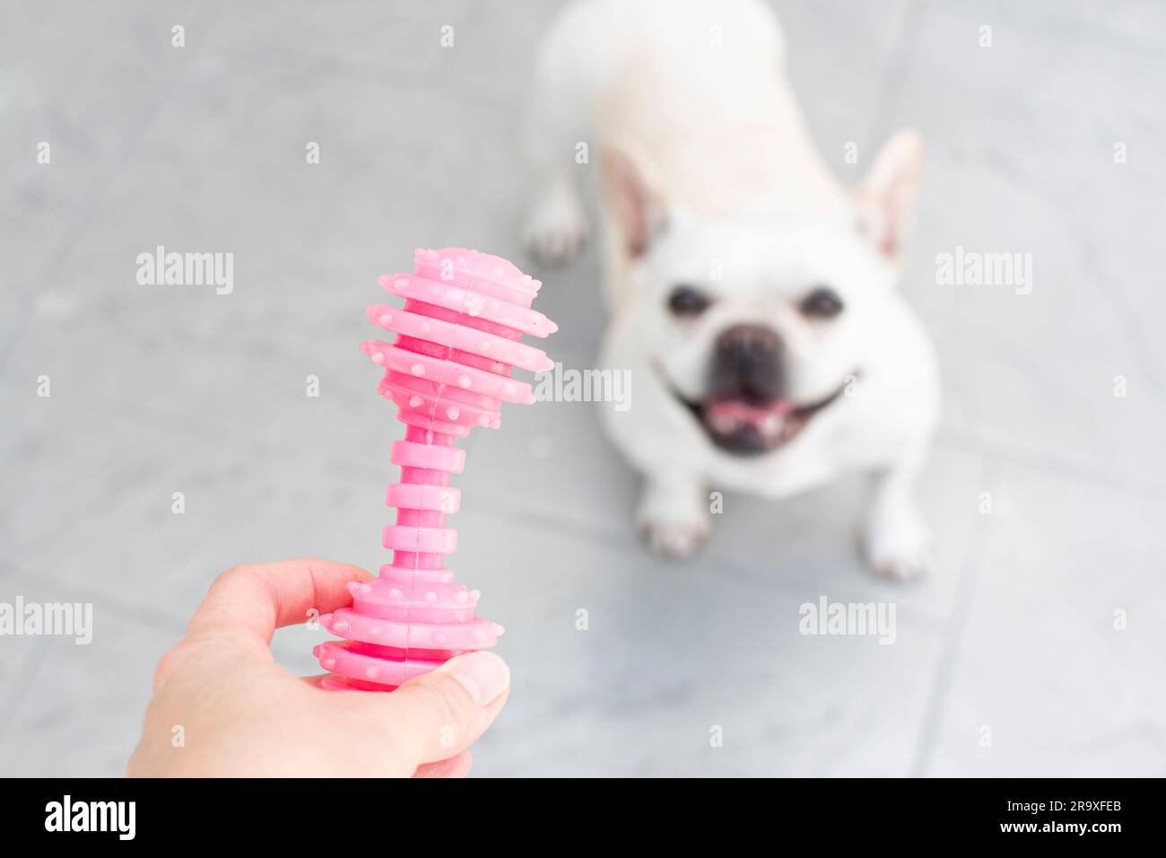 I proprietari offrono un giocattolo a un cane. Il bulldog francese bianco è pronto a giocare Foto Stock