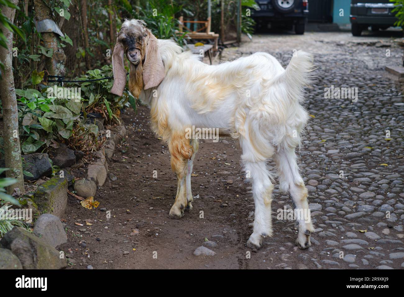 Una capra bianca con testa marrone è legata e guarda la fotocamera con sfondo sfocato. Messa a fuoco selettiva. EID al-Adha o Idul Adha. Foto Stock