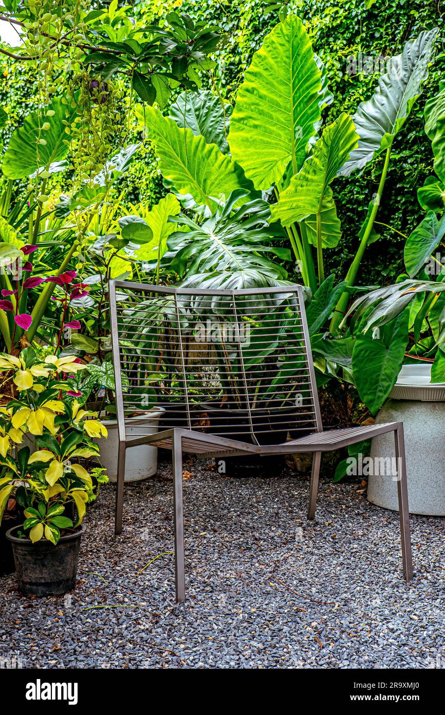 Un'elegante sedia minimalista da patio si trova su un sentiero di ghiaia circondato da vibranti orecchie di elefante e fogliame monstera. Foto Stock