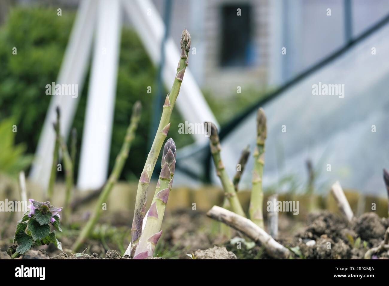 Vista a terra delle giovani piante di Asparagus che crescono all'inizio della primavera Foto Stock