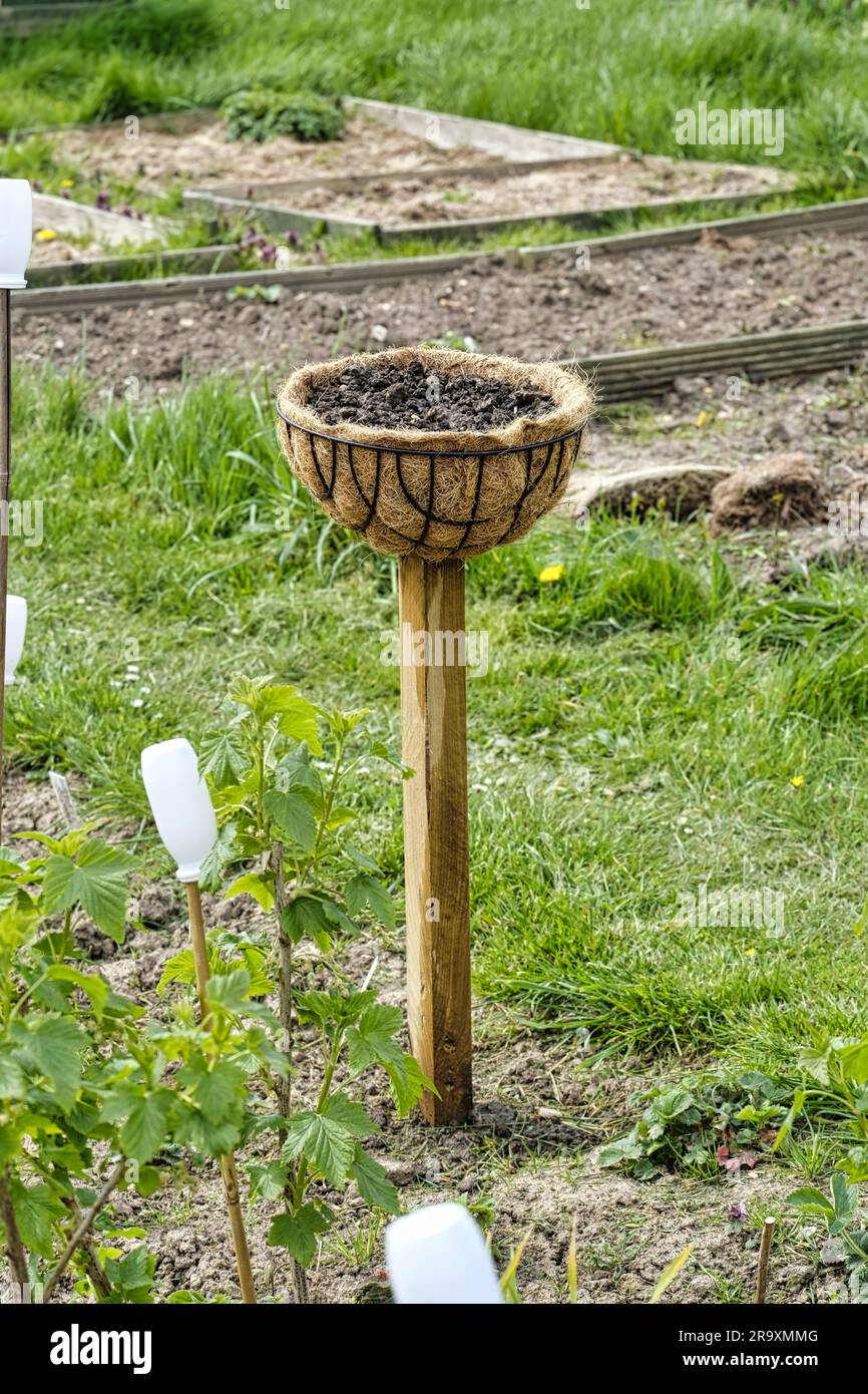 Il cestino appeso è stato inchiodato a un palo di legno all'assegnazione per aumentare lo spazio crescente sulla trama Foto Stock