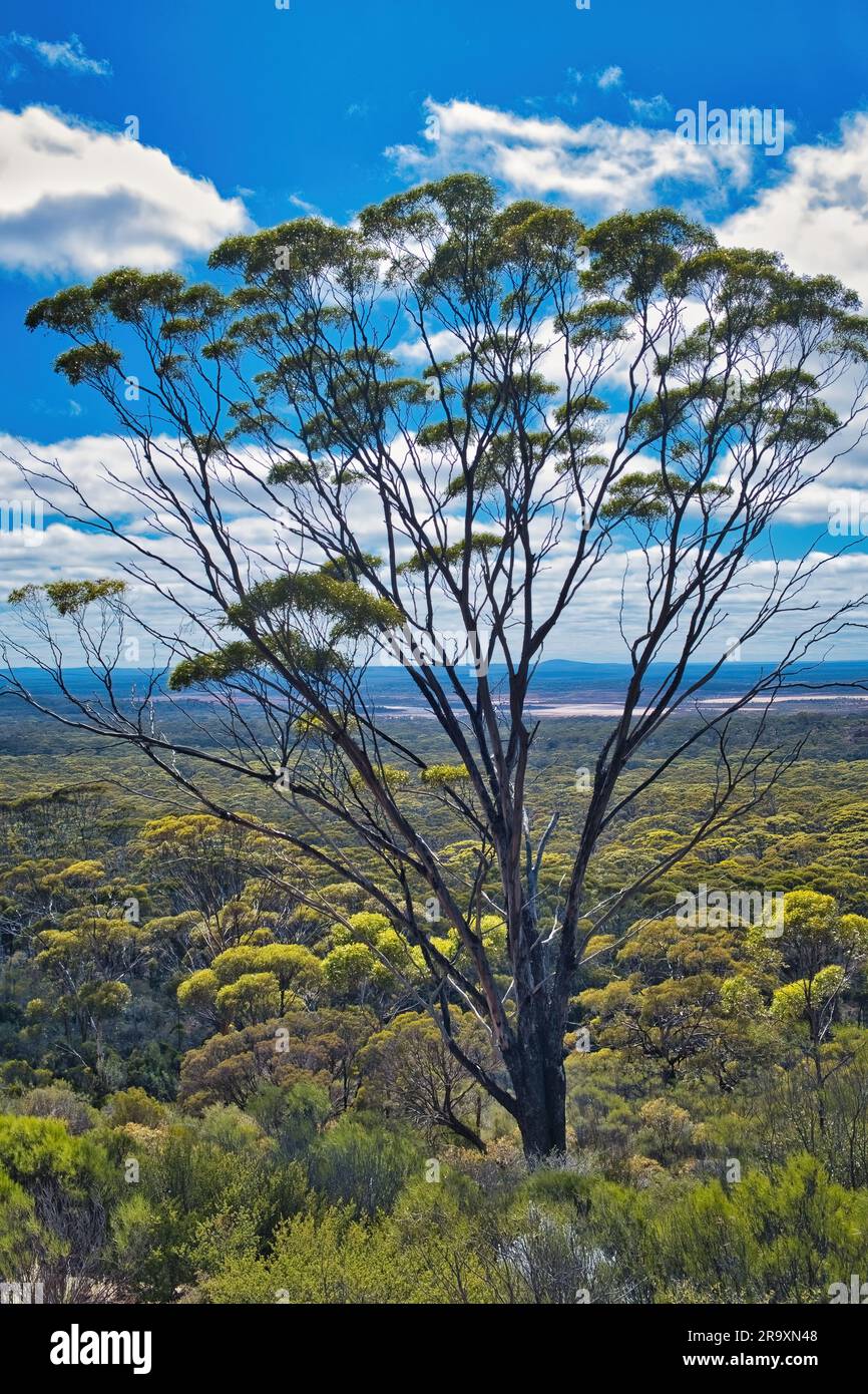 Un Dundas Blackbutt (Eucalyptus dundasii), un albero endemico nelle vicinanze di laghi salati nelle Great Western Woodlands, Australia Occidentale Foto Stock